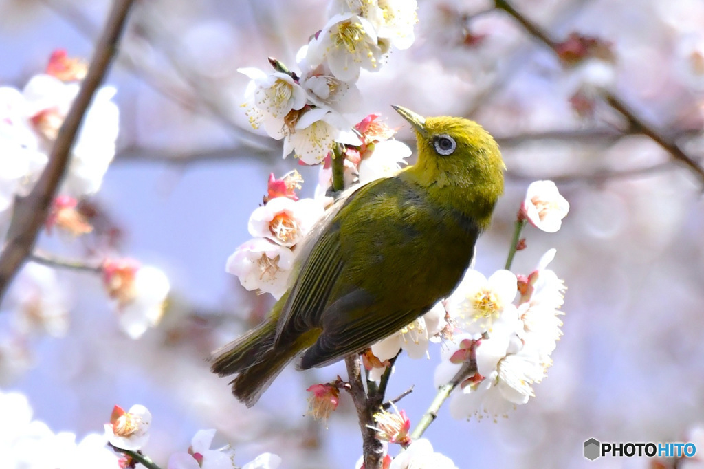 野山の鳥  メジロ 