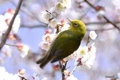 野山の鳥  メジロ 