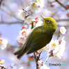 野山の鳥  メジロ 