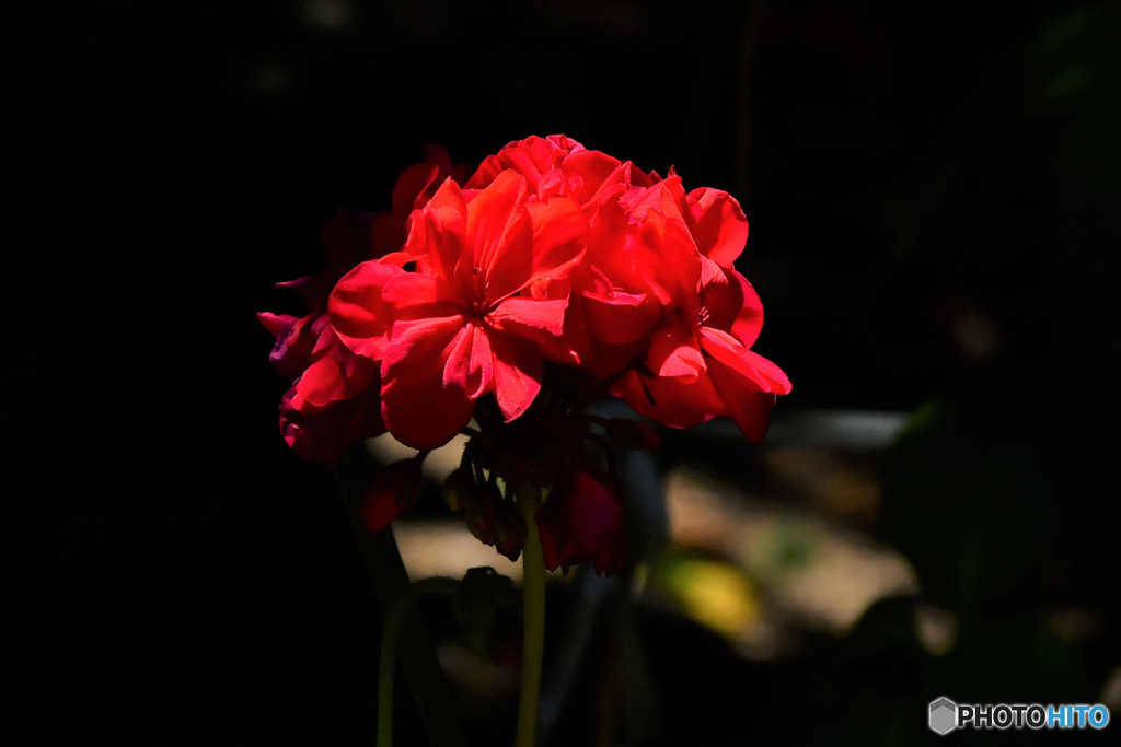 赤いゼラニュームの花   21-315