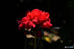 赤いゼラニュームの花   21-315