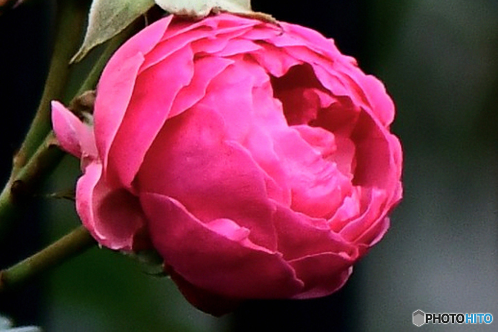 垣根から花一輪