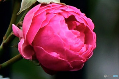 垣根から花一輪