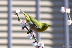   メジ君と白梅の花 