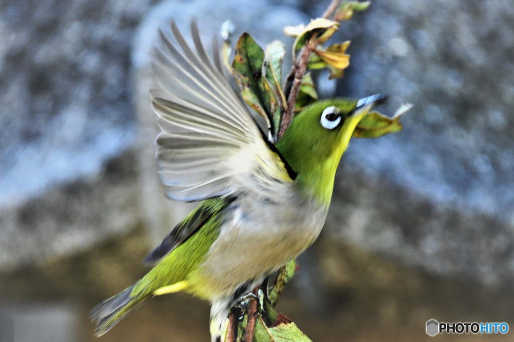 野山の鳥 22-163 メジ君羽ばたく 