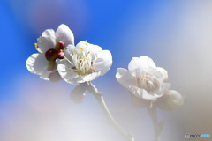 青空と白い梅の花 21-060