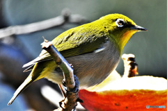 こちらを見るメジ君  54-289