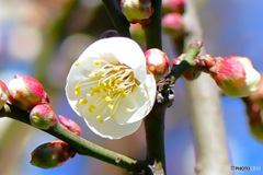白梅の花  
