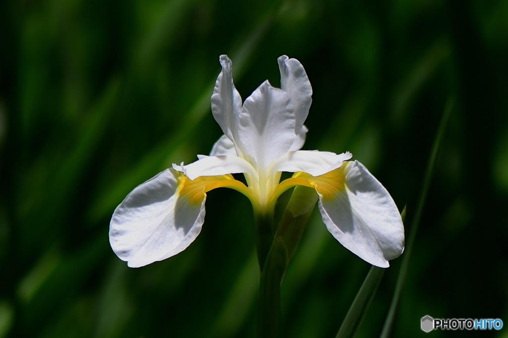庭に咲いた白アヤメの花  21-296