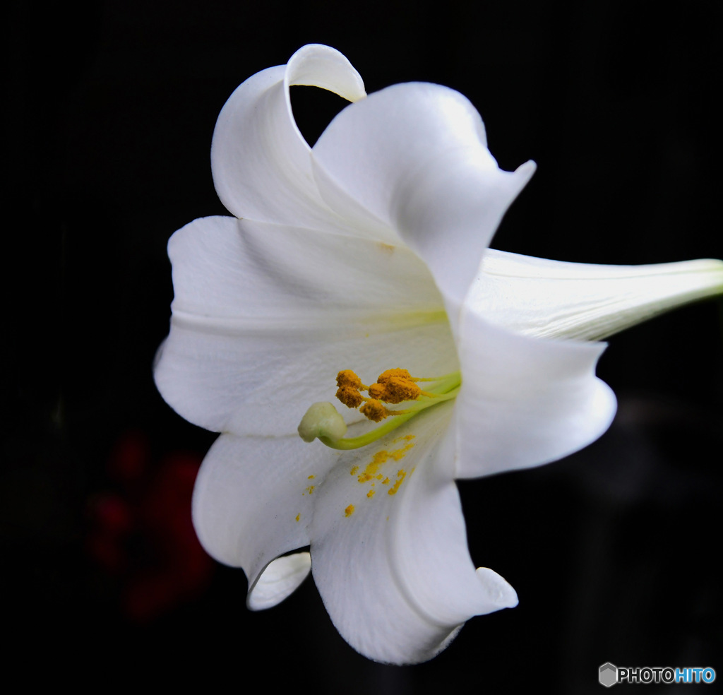 庭に咲いたユリの花