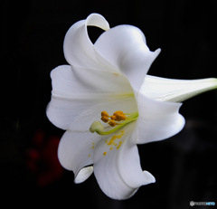 庭に咲いたユリの花