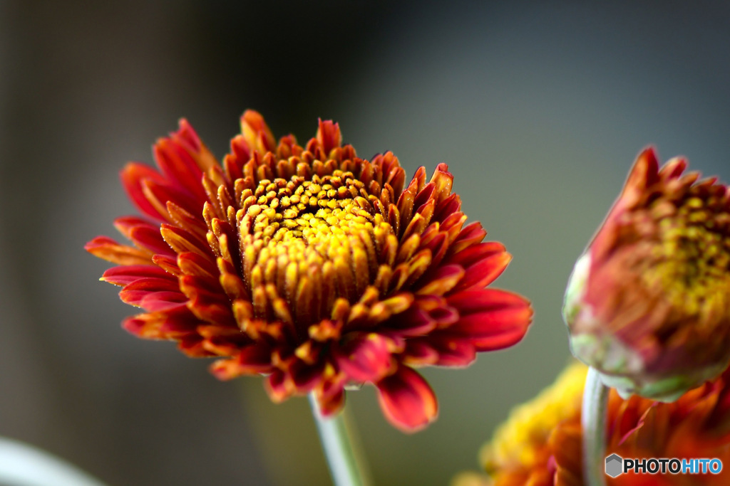 2023年11月庭に咲いた小菊