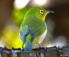 野山の鳥  メジ君