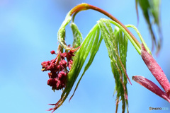 庭に咲いたモミジの花