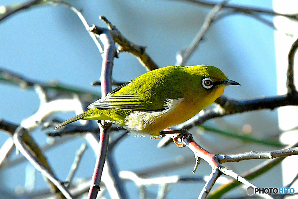 野山の鳥  メジ君