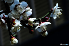 白梅の花 22-119