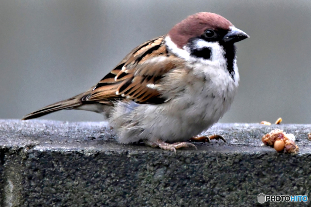 野山の鳥  すずめドン