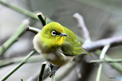 野山の鳥  22-215  メジ君