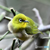 野山の鳥  22-215  メジ君