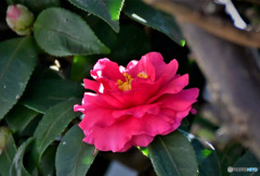 庭に咲いたサザンカの花 23-019  