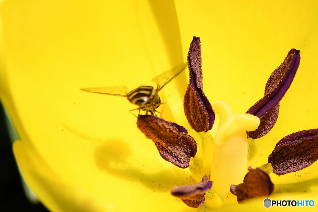 蜂さんが蜜を吸いに  21-153
