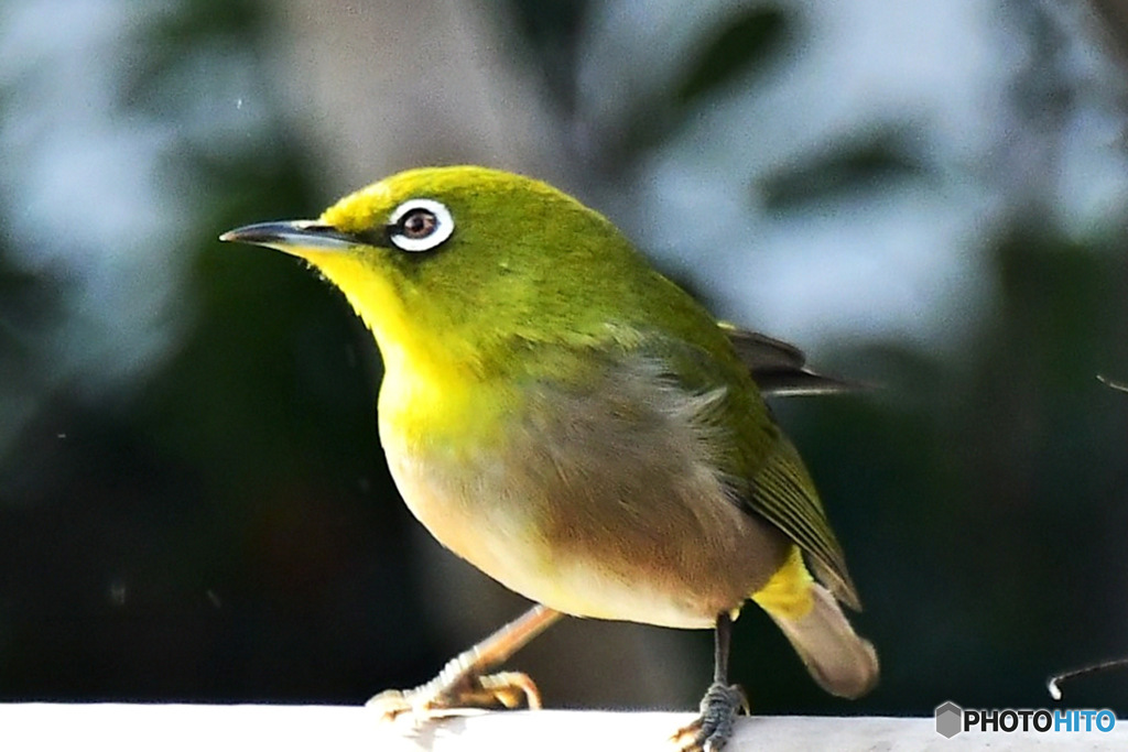 野山の鳥  メジ君