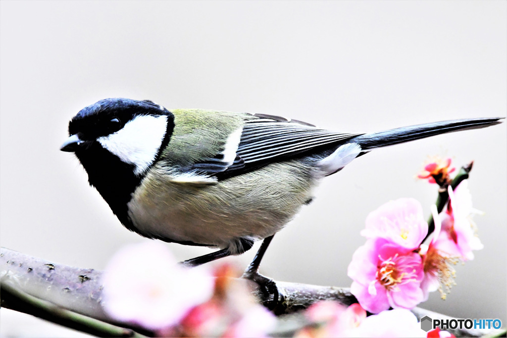 花の中に四十雀さん