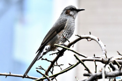 野鳥のヒヨさん  21-293