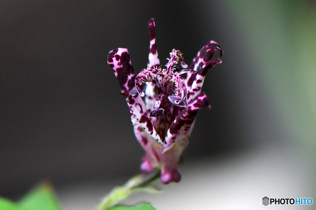  未だに咲いているホトトギスの花