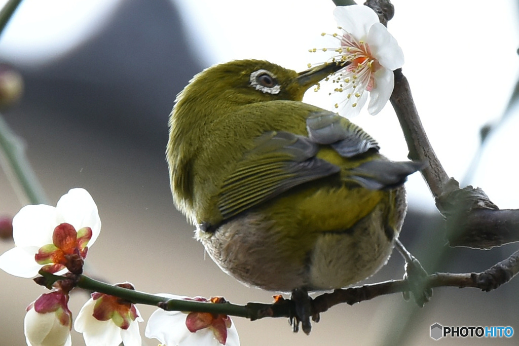 野山の鳥 382