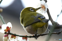 野山の鳥 382