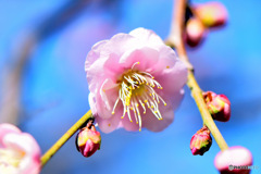 やっと咲きだした淡い紅梅