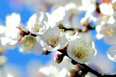 白梅の花と青空