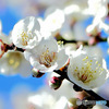 白梅の花と青空