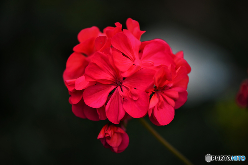 庭に咲いた赤い花 23-278