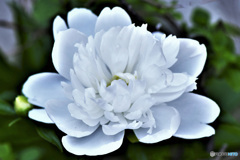 今年 初 白い芍薬の花が咲きました 22-283
