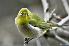 野山の鳥  メジロ