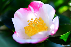 今年庭に咲いた花  21-231-2  サザンカ