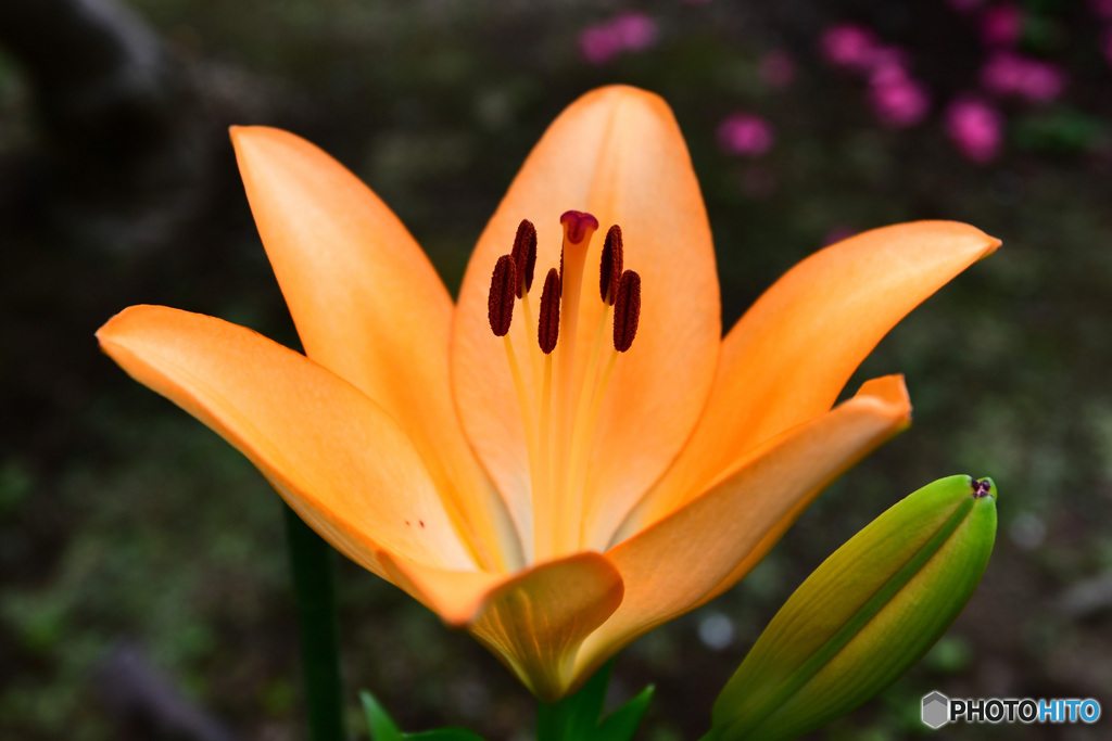 庭に咲いたユリの花 22-319  