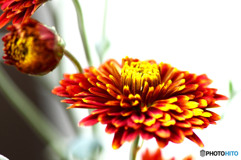 2023年11月庭に咲いた小菊の花