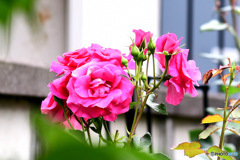 近隣に咲いていたバラの花