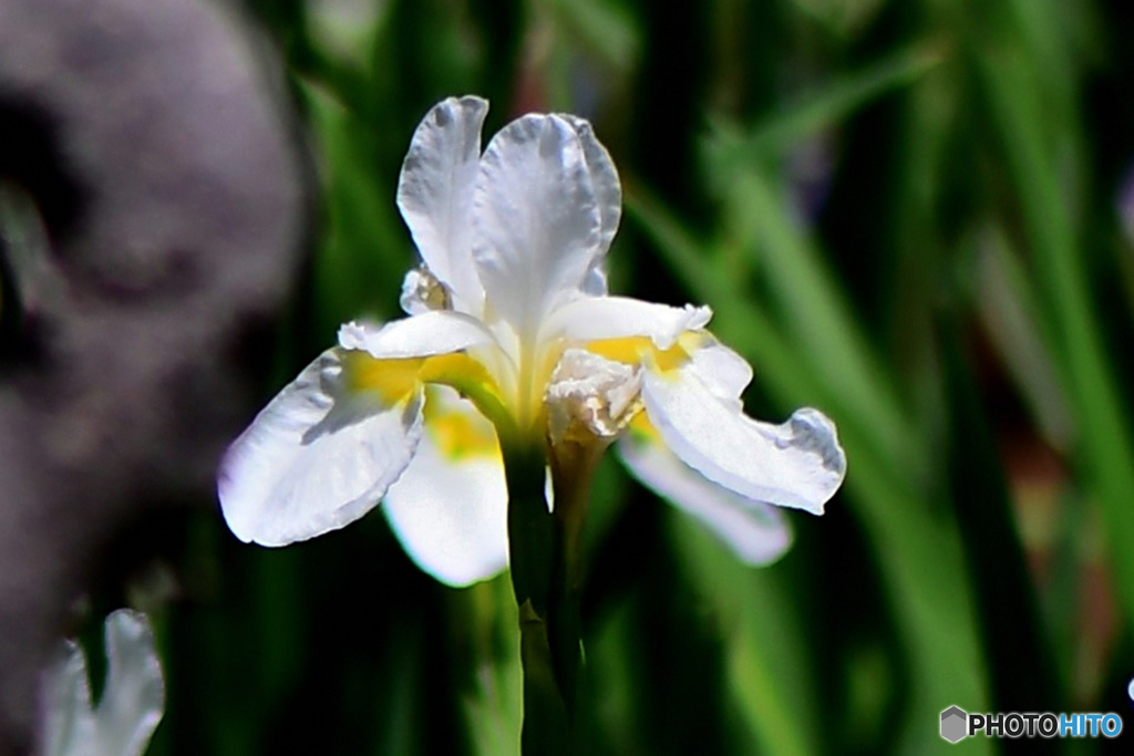   庭に咲いた白い花