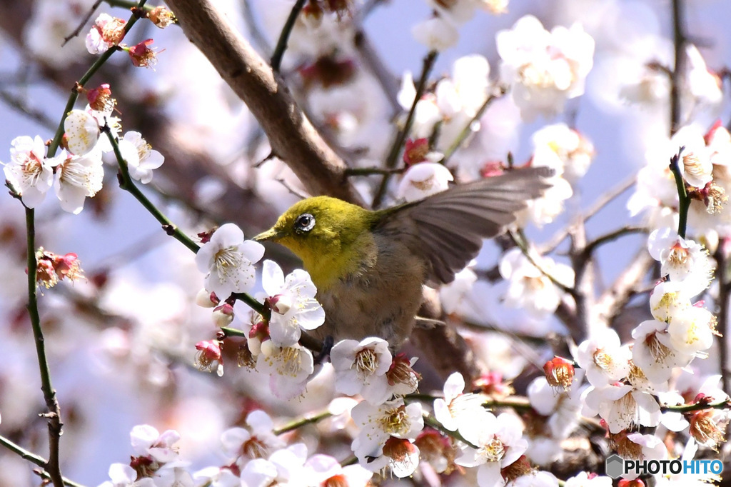 野山の鳥  メジロ