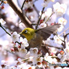 野山の鳥  メジロ
