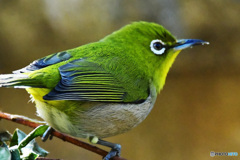 野山の鳥 22-182 メジ君