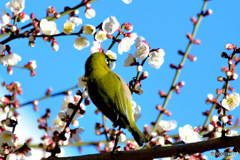 野山の鳥  ウメジロー  ④