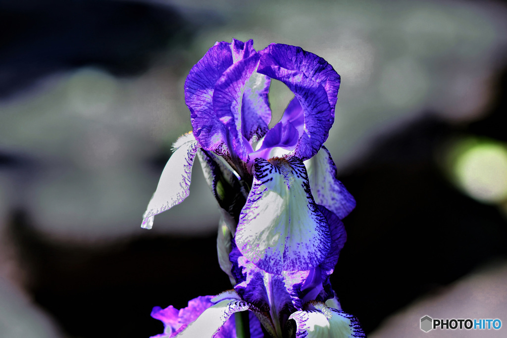 紫色の花  21-516