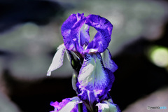 紫色の花  21-516