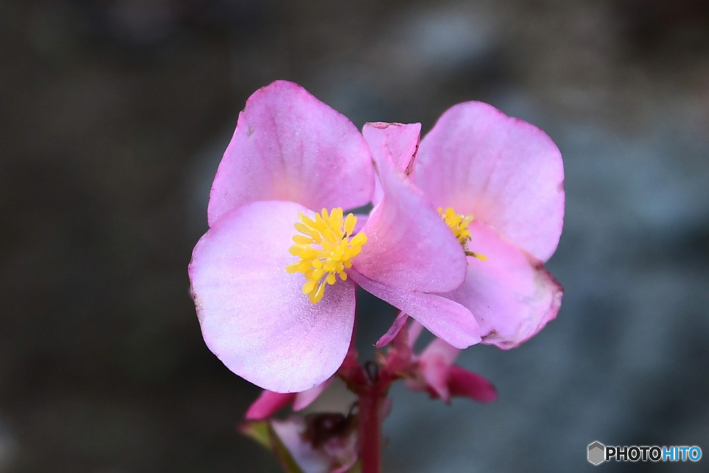 11月も終わろうとしている庭に咲いた花  