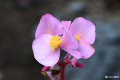 11月も終わろうとしている庭に咲いた花  